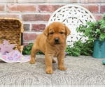 Small Photo #2 Labrador Retriever Puppy For Sale in SYRACUSE, IN, USA