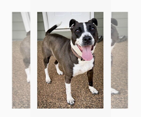 Medium Photo #3 Mutt Puppy For Sale in Mooresville, NC, USA