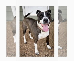 Sadie - Female Mutt Dog for Adoption - Photo #3