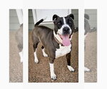 Small #2 Mutt