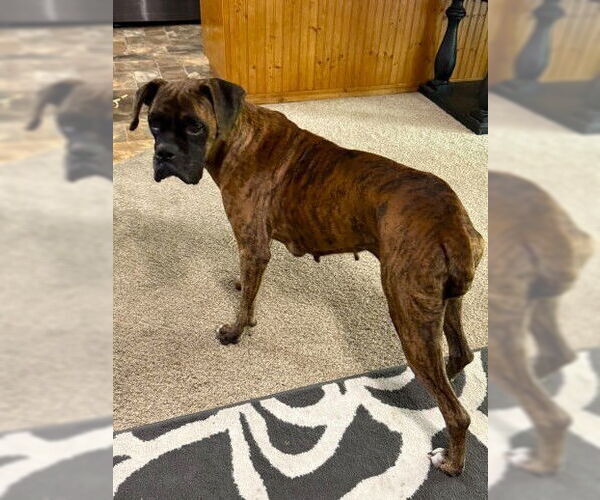 Medium Photo #3 Boxer Puppy For Sale in Austin, TX, USA