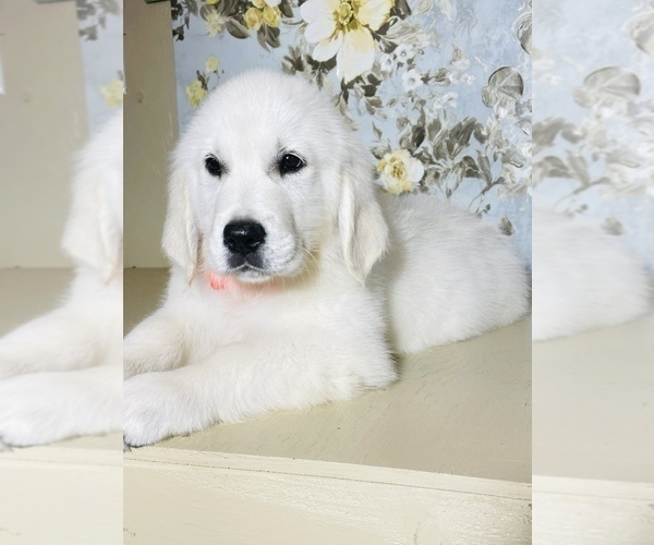 Medium Photo #6 English Cream Golden Retriever Puppy For Sale in AMITY, AR, USA