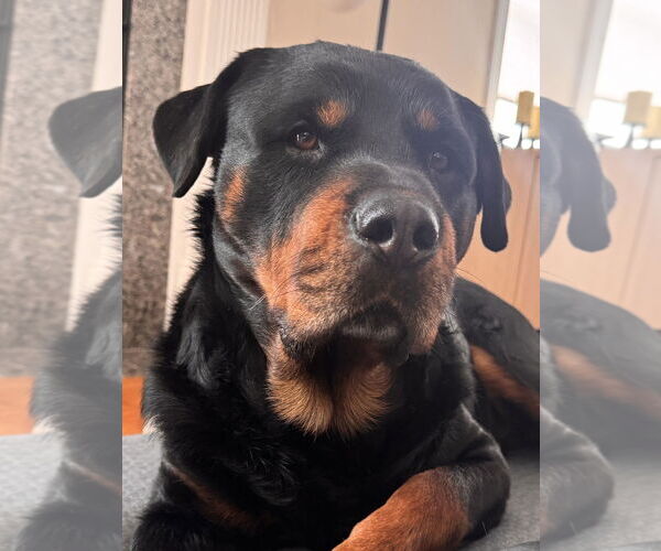 Medium Photo #1 Rottweiler Puppy For Sale in Hillsboro, NH, USA