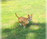 Small #1 Mutt