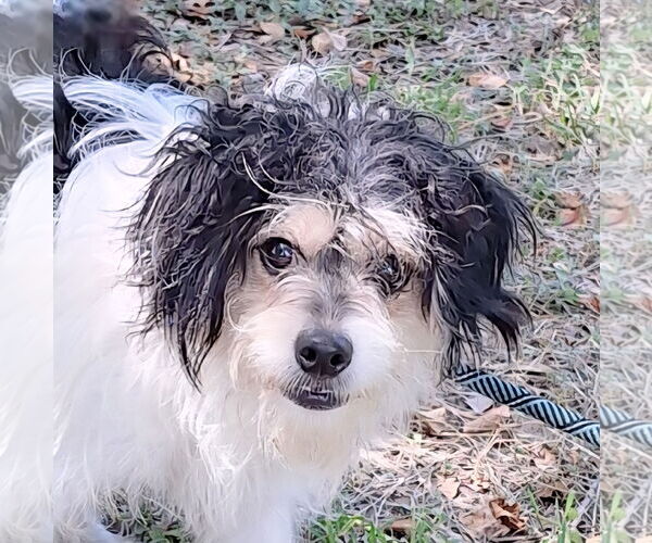 Medium Photo #4 Jack Russell Terrier-Tibetan Spaniel Mix Puppy For Sale in Missouri City, TX, USA