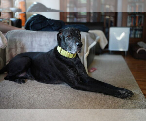 Medium Photo #7 Great Dane-Labrador Retriever Mix Puppy For Sale in Minneapolis, MN, USA