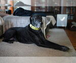 Small #6 Great Dane-Labrador Retriever Mix
