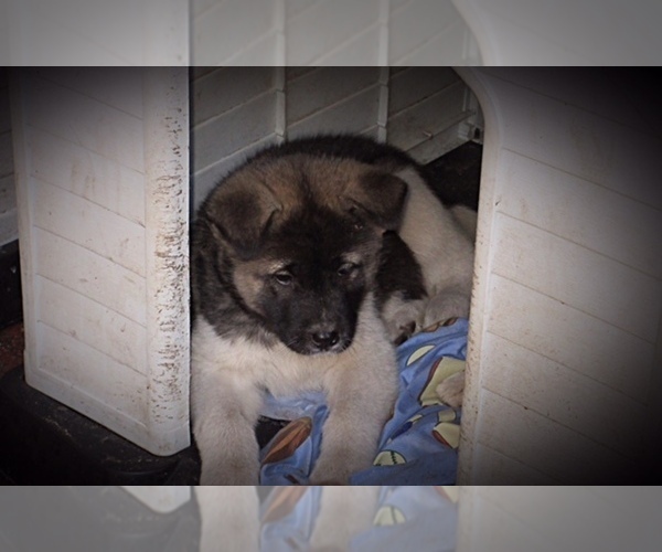 Medium Photo #3 Akita Puppy For Sale in INGLIS, FL, USA