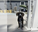 Small #2 American Pit Bull Terrier-Labrador Retriever Mix