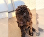 Small #5 Poodle (Standard)