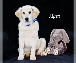 Carolina Dog-Great Pyrenees Mix Dogs for adoption in Chouteau, OK, USA