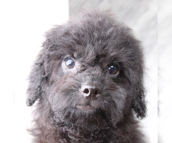 Medium Photo #4 ShihPoo Puppy For Sale in MOUNT VERNON, OH, USA