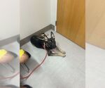 Small #1 German Shepherd Dog Mix