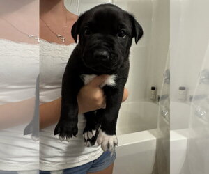 Labrador Retriever-Unknown Mix Dogs for adoption in Holly Springs, NC, USA