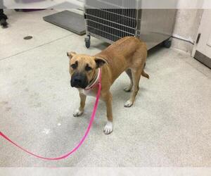 German Shepherd Dog-Unknown Mix Dogs for adoption in Riverside, CA, USA