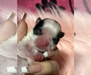 Japanese Chin Puppy for sale in SALEM, OR, USA
