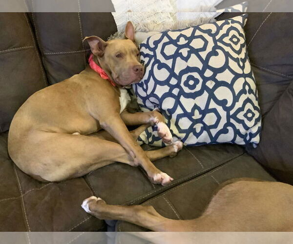 Medium Photo #23 American Staffordshire Terrier Puppy For Sale in Rosenberg, TX, USA