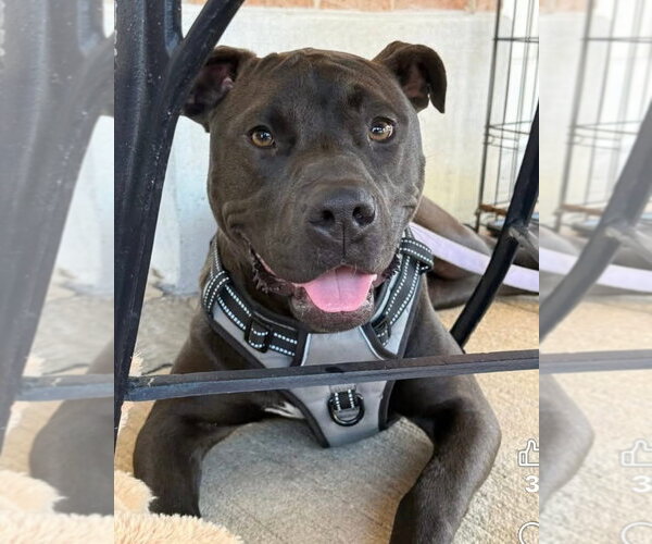 Medium Photo #2 American Pit Bull Terrier-Unknown Mix Puppy For Sale in Oakhurst, NJ, USA
