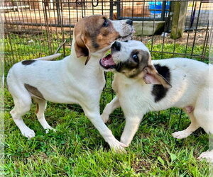 Moana ~ meet me! - Female Boxador Dog for Adoption - Photo #3
