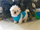 Small Photo #5 Shih Tzu Puppy For Sale in HAYWARD, CA, USA