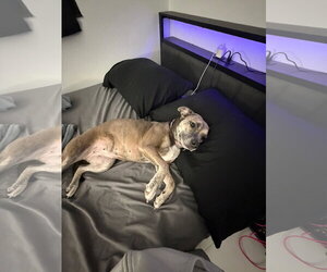 COURTESY POST: Qi'ra - Female Italian Greyhound-Labrador Retriever Mix Dog for Adoption - Photo #4