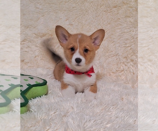 Medium Photo #1 Pembroke Welsh Corgi Puppy For Sale in ARROYO GRANDE, CA, USA