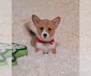 Pembroke Welsh Corgi Puppy for Sale in ARROYO GRANDE, California USA