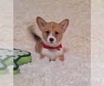 Small Pembroke Welsh Corgi