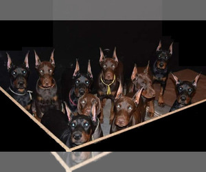 Doberman Pinscher Puppy for Sale in FORT LAUDERDALE, Florida USA