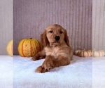 Shetar - Female Golden Retriever Puppy for Sale - Photo #2