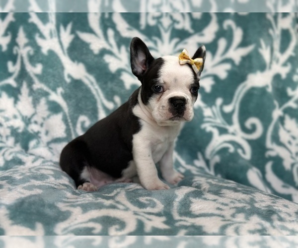 Medium Photo #6 Faux Frenchbo Bulldog Puppy For Sale in LAKELAND, FL, USA