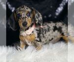 Small #3 Dachshund