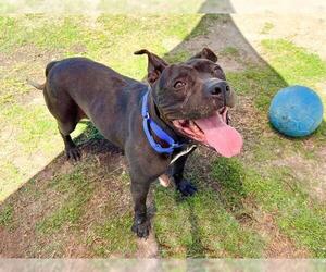 American Pit Bull Terrier Dogs for adoption in Orange, CA, USA