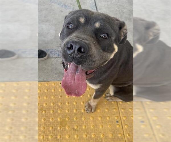 Medium Photo #1 Rottweiler Puppy For Sale in Bakersfield, CA, USA