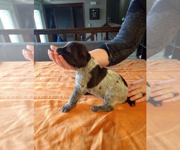 Medium Photo #40 Wirehaired Pointing Griffon Puppy For Sale in WASHOUGAL, WA, USA