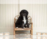 Puppy 1 Miniature Australian Shepherd-Poodle (Toy) Mix