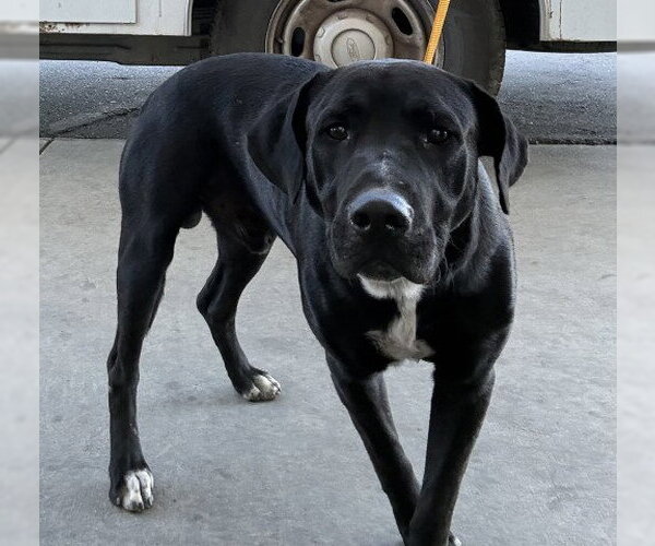 Medium Photo #1 Mutt Puppy For Sale in Bakersfield, CA, USA
