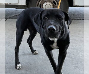 Mutt Dogs for adoption in Bakersfield, CA, USA