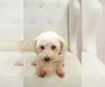 Small Bichon Frise