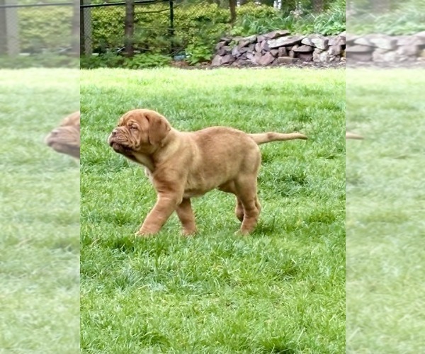 Medium Photo #2 Dogue de Bordeaux Puppy For Sale in ATTLEBORO, MA, USA