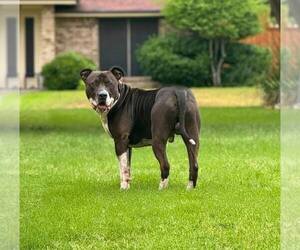 Mutt Dogs for adoption in Rowlett, TX, USA