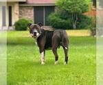 Small Mutt