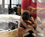 Puppy Gray Cane Corso