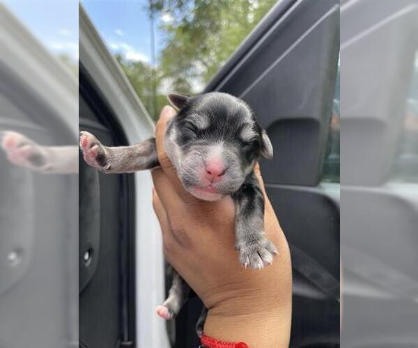 Medium Photo #1 German Shepherd Dog-Unknown Mix Puppy For Sale in Houston, TX, USA