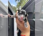 Small German Shepherd Dog Mix