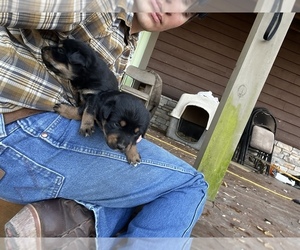 Border Collie-Rottweiler Mix Puppy for sale in RANGER, GA, USA