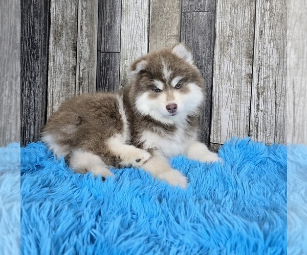 Medium Photo #4 Pomsky Puppy For Sale in BELLEVUE, IA, USA