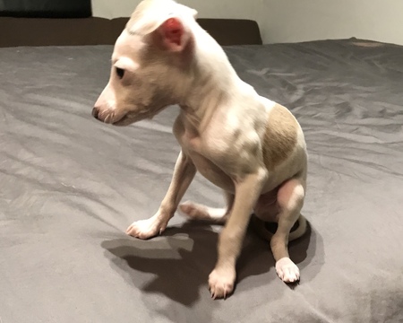 Medium Photo #1 Italian Greyhound Puppy For Sale in BROOKLYN, NY, USA