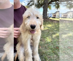 Goldendoodle Puppy for sale in MONTICELLO, FL, USA