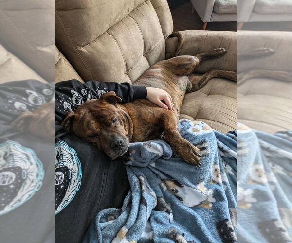 Medium Photo #33 American Staffordshire Terrier-Boxer Mix Puppy For Sale in Brewster, NY, USA